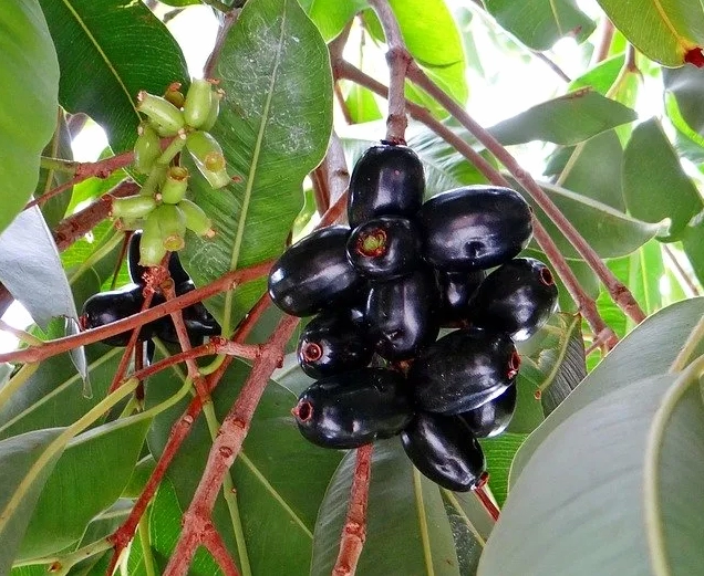 Hình ảnh cây trâm vối trong ánh sáng tự nhiên với thân cây mộc và tán lá xanh sâu tạo cảm giác gần gũi
