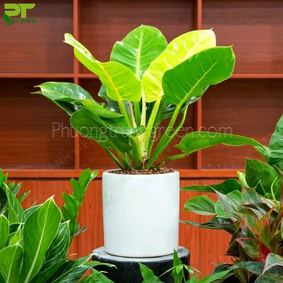 Hình ảnh cây trầu bà đế vương trong bối cảnh giới thiệu công dụng trang trí và tạo mảng xanh cho nội thất