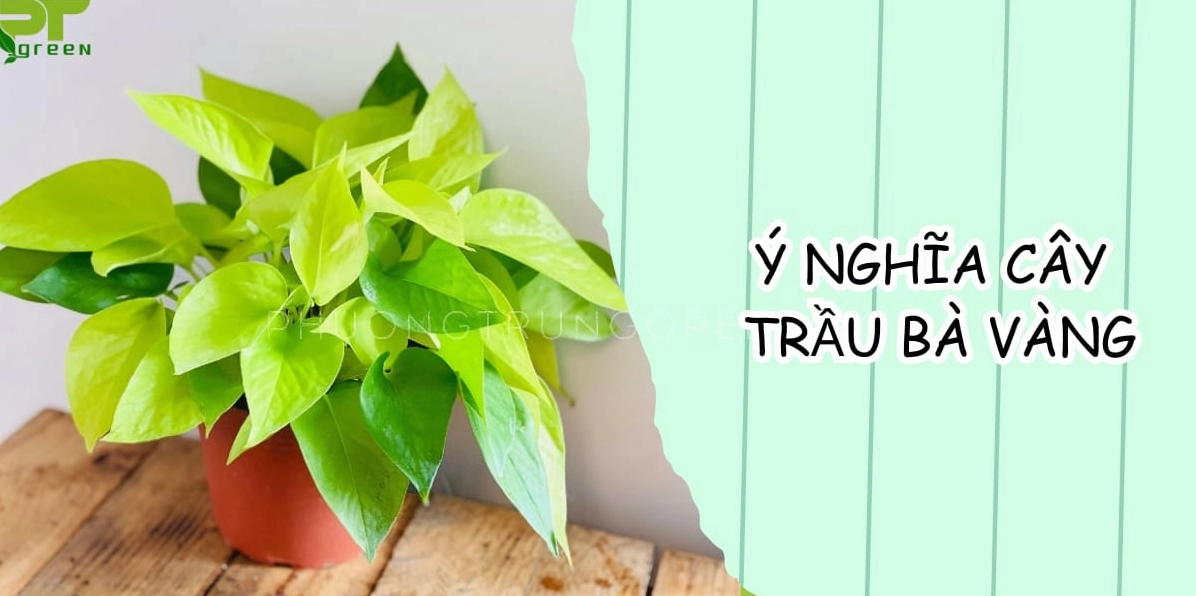 Hình ảnh Cây Trầu Bà Vàng gợi ý ý nghĩa về may mắn, sức sống và sự tươi mới trong đời sống thường ngày