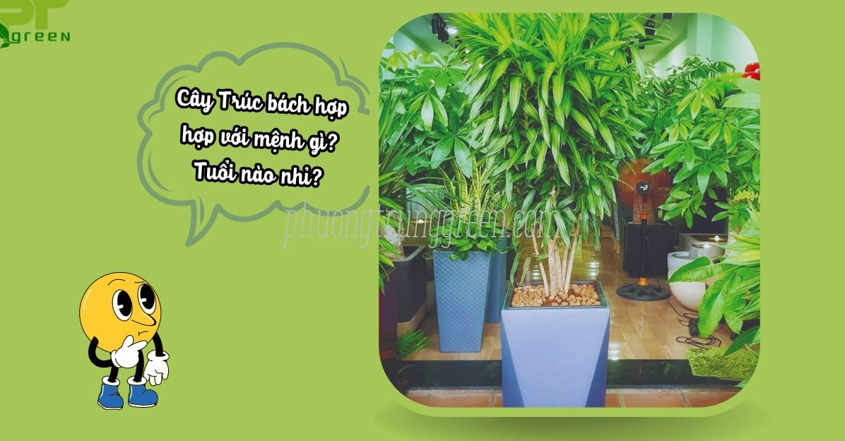 Hình ảnh Cây Trúc Bách Hợp gợi mở ý nghĩa phong thủy, sắc lá xanh tươi tạo cảm giác an lành và cân bằng