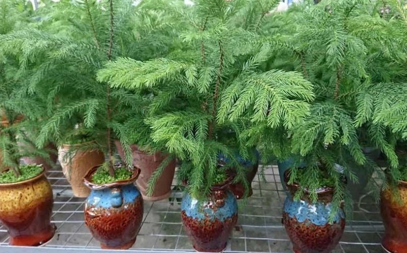 Hình ảnh cây tùng bách tán với tổng thể hài hòa và vẻ đẹp nhẹ nhàng
