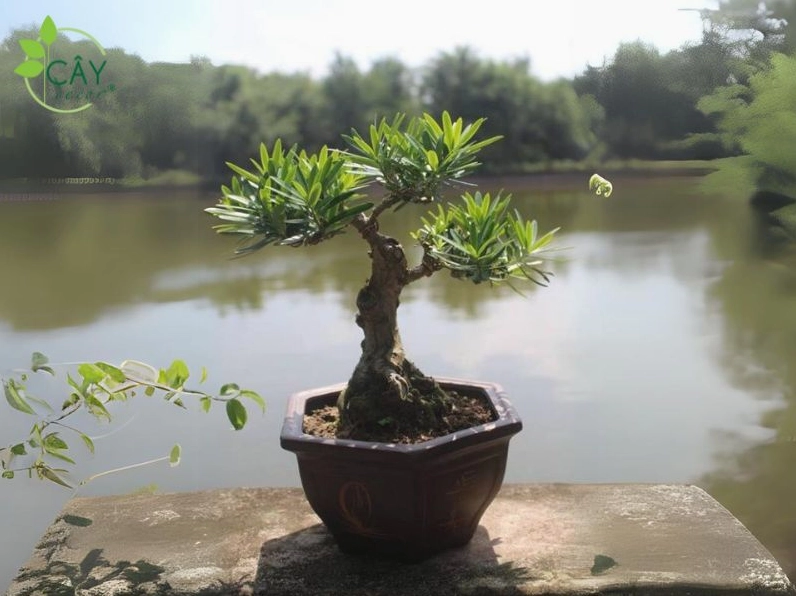 Hình ảnh Cây Tùng Kim Cương gợi ý nghĩa phong thủy tốt lành với tán lá xanh sum suê và thế cây vững chãi