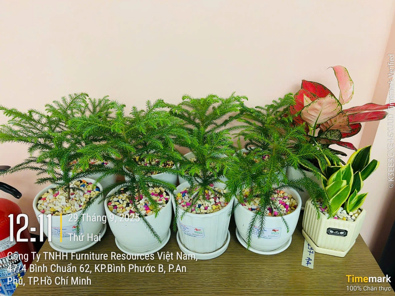 Hình ảnh Cây Tùng Lá Kim tươi tốt với mảng lá xanh đậm, nổi bật vẻ mộc mạc và thanh sạch