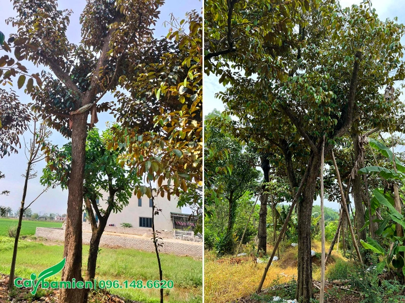 Hình ảnh cây Vú Sữa công trình với thân chắc, tán lá xanh dày và dáng đứng vững vàng