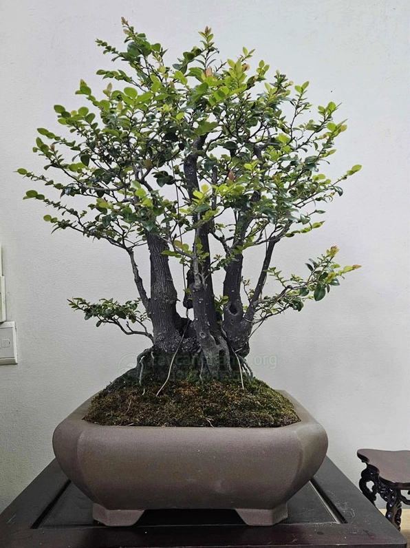 Hình ảnh chăm sóc bonsai Cây Tùng Đen với bố cục rõ ràng gợi ý kỹ thuật nuôi cây khỏe đẹp