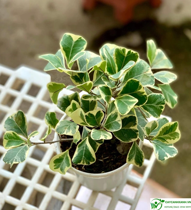 Hình ảnh chăm sóc Cây Đa Tam Phúc với tán lá xanh khỏe và vẻ ngoài tươi tắn đầy sức sống
