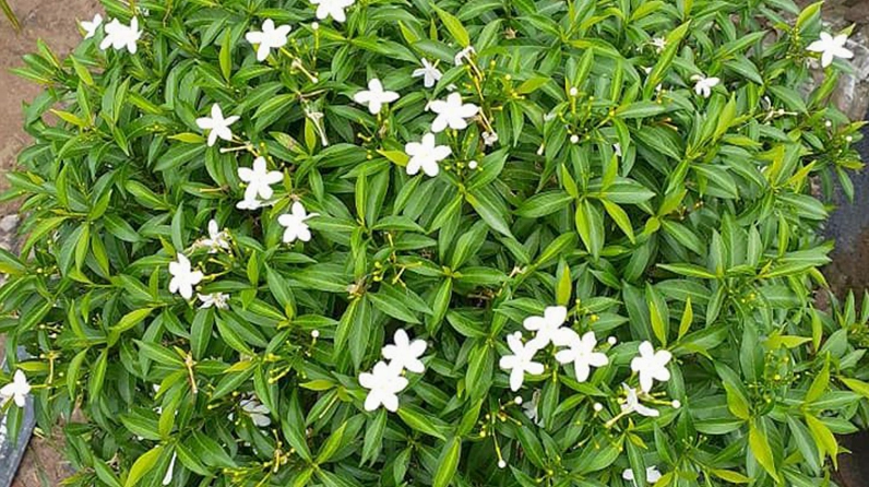 Hình ảnh chăm sóc Cây Mai Chiếu Thủy với tán lá xanh khỏe và bố cục gợi cảm giác chỉn chu