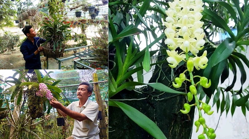 Hình ảnh chăm sóc phong lan với thao tác nhẹ nhàng giúp cây giữ dáng và ra hoa đẹp
