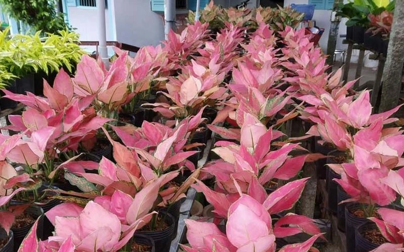 Hình ảnh chậu Cây Hồng Phát Lộc trưng bày tại điểm bán với màu lá hồng đỏ bắt mắt