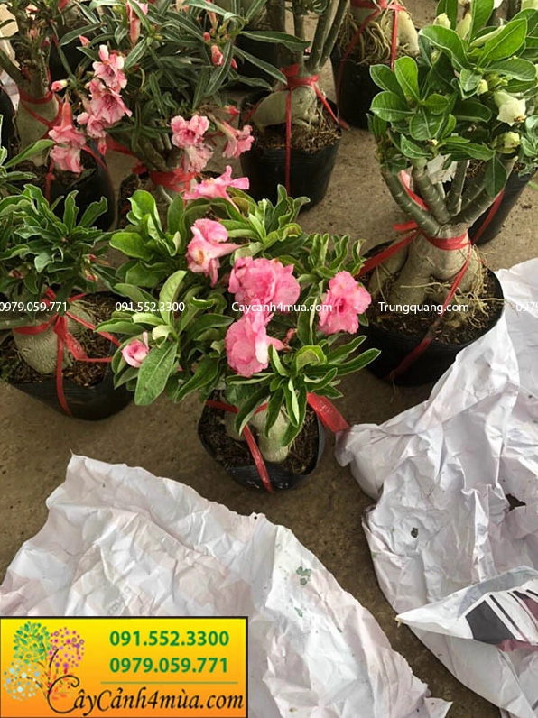 Hình ảnh chậu hoa Sứ Thái trưng bày gọn gàng gợi cảm hứng đặt cây ở hiên nhà hoặc góc sân nắng