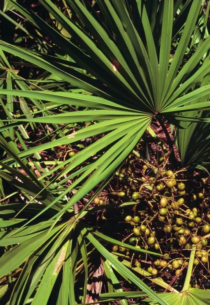 Hình ảnh chủ đề saw palmetto Cây Cọ Lùn với gam màu xanh tự nhiên và cảm hứng dược liệu