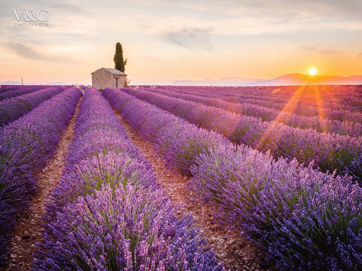 Hình ảnh chủ đề về ý nghĩa của Hoa Oải Hương Lavender với sắc tím nhẹ nhàng và cảm giác thư thái