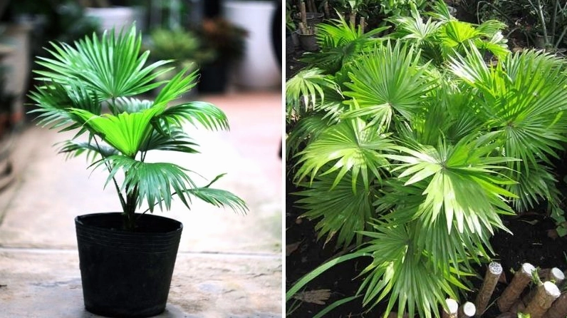 Hình ảnh công dụng của cây cọ gắn với không gian sống xanh và sự thư thái hàng ngày