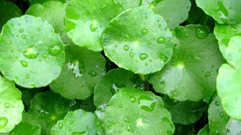 Hình ảnh đặc điểm của cây cỏ đồng tiền với cuống dài mảnh và lá tròn như đồng xu nhỏ