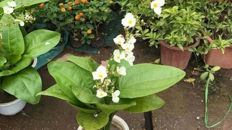 Hình ảnh đẹp của Cây Bách Thủy Tiên với lá xanh nổi bật trong ánh sáng tự nhiên dịu nhẹ