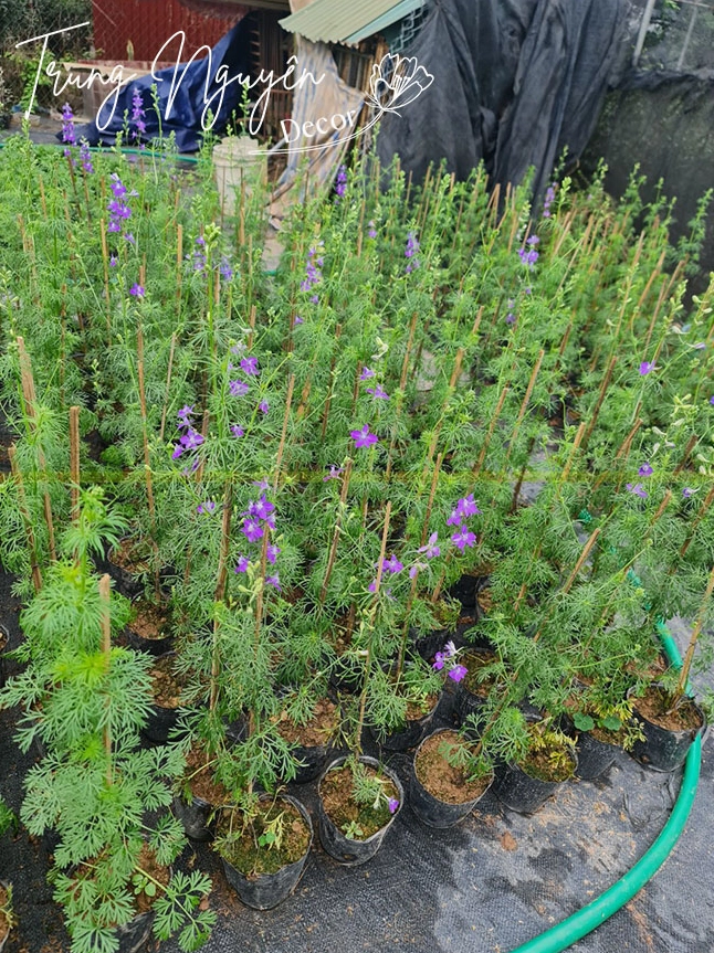 Hình ảnh đẹp của cây Violet tím với tán lá dày và cụm hoa nở đều