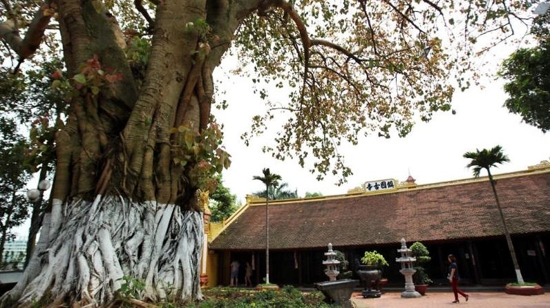 Hình ảnh đẹp về cây bồ đề trong không gian xanh, tôn lên đường nét mềm mại của lá và dáng cây cân đối