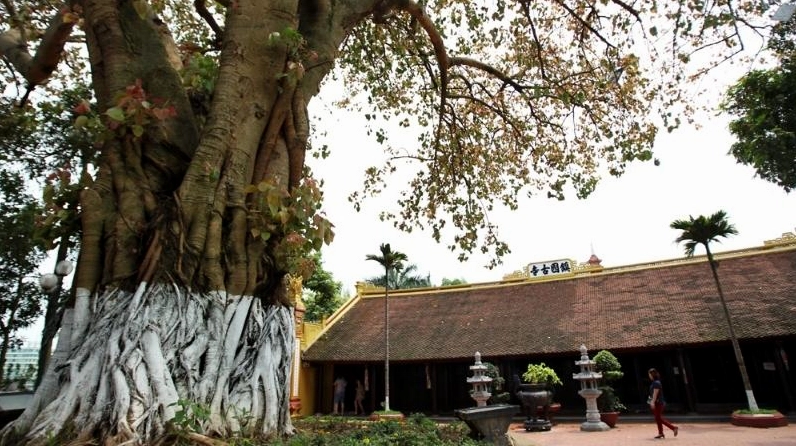 Hình ảnh đẹp về cây bồ đề với bố cục hài hòa, màu lá tươi và cảm giác an yên