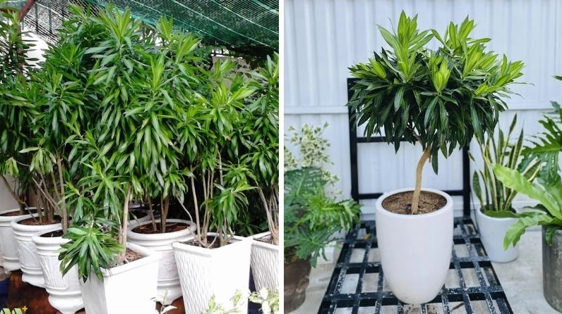 Hình ảnh đẹp về Cây Trúc Bách Hợp trong không gian sáng, mang cảm giác tinh sạch và thư giãn