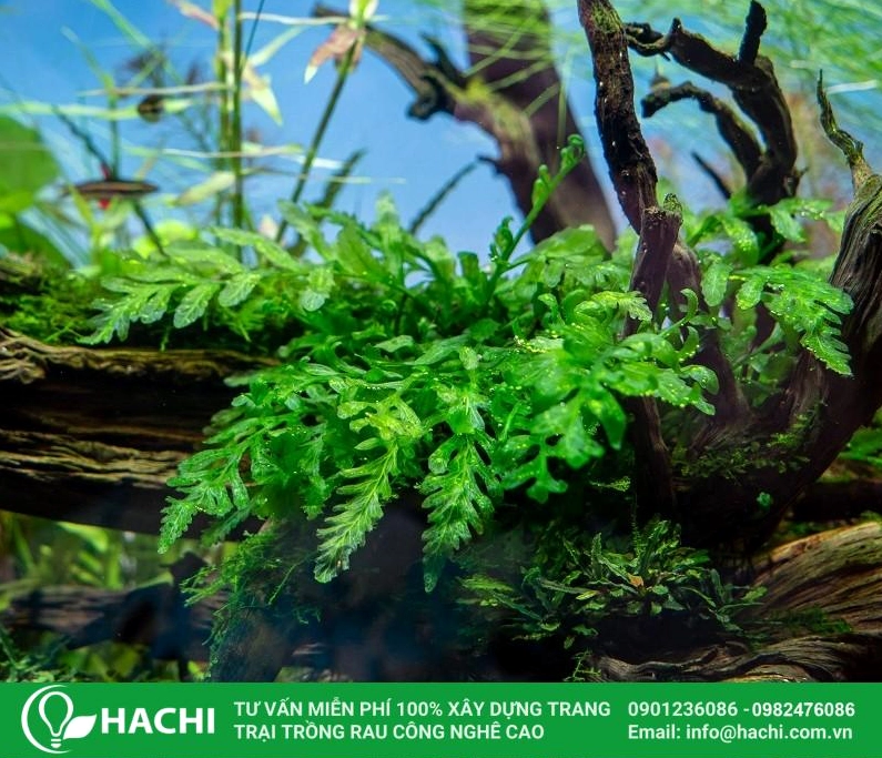 Hình ảnh dương xỉ thủy sinh Châu Phi trong bố cục xanh sâu giàu tính trang trí