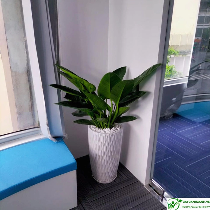 Hình ảnh gắn với ý nghĩa của cây đại đế vương qua sắc lá xanh mạnh mẽ và thần thái sang trọng