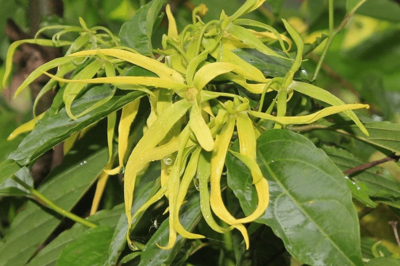 Hình ảnh giới thiệu Cây Hoàng Lan với trọng tâm là nguồn gốc và đặc điểm hình thái của cây