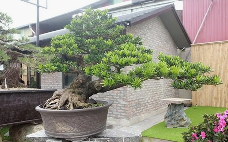 Hình ảnh giới thiệu Cây Tùng Nhật với tán lá xanh đậm và dáng cây thanh nhã nổi bật