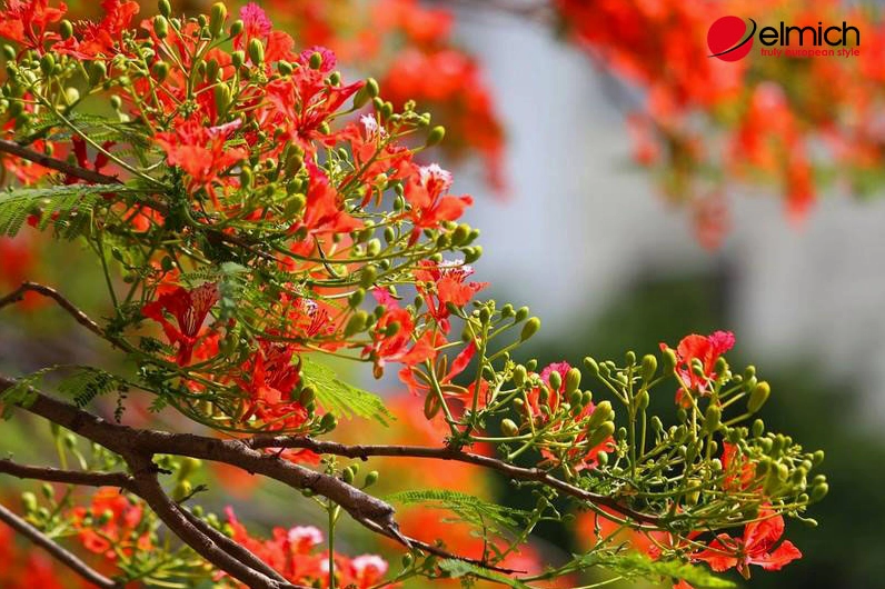 Hình ảnh giới thiệu hoa phượng vĩ với sắc đỏ nổi bật trên nền lá xanh mềm mại