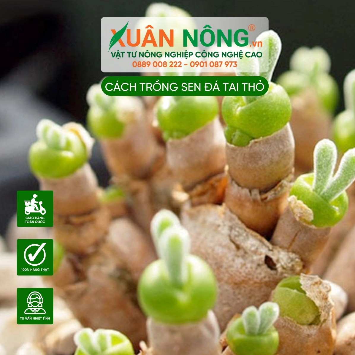 Hình ảnh giới thiệu nguồn gốc Sen Đá Tai Thỏ với dáng lá mọng nước vươn lên mềm mại như đôi tai thỏ