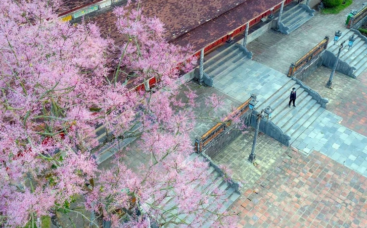 Hình ảnh gợi chuyện về ngô đồng vương giả trời Nam gắn với cây trái cố đô Huế