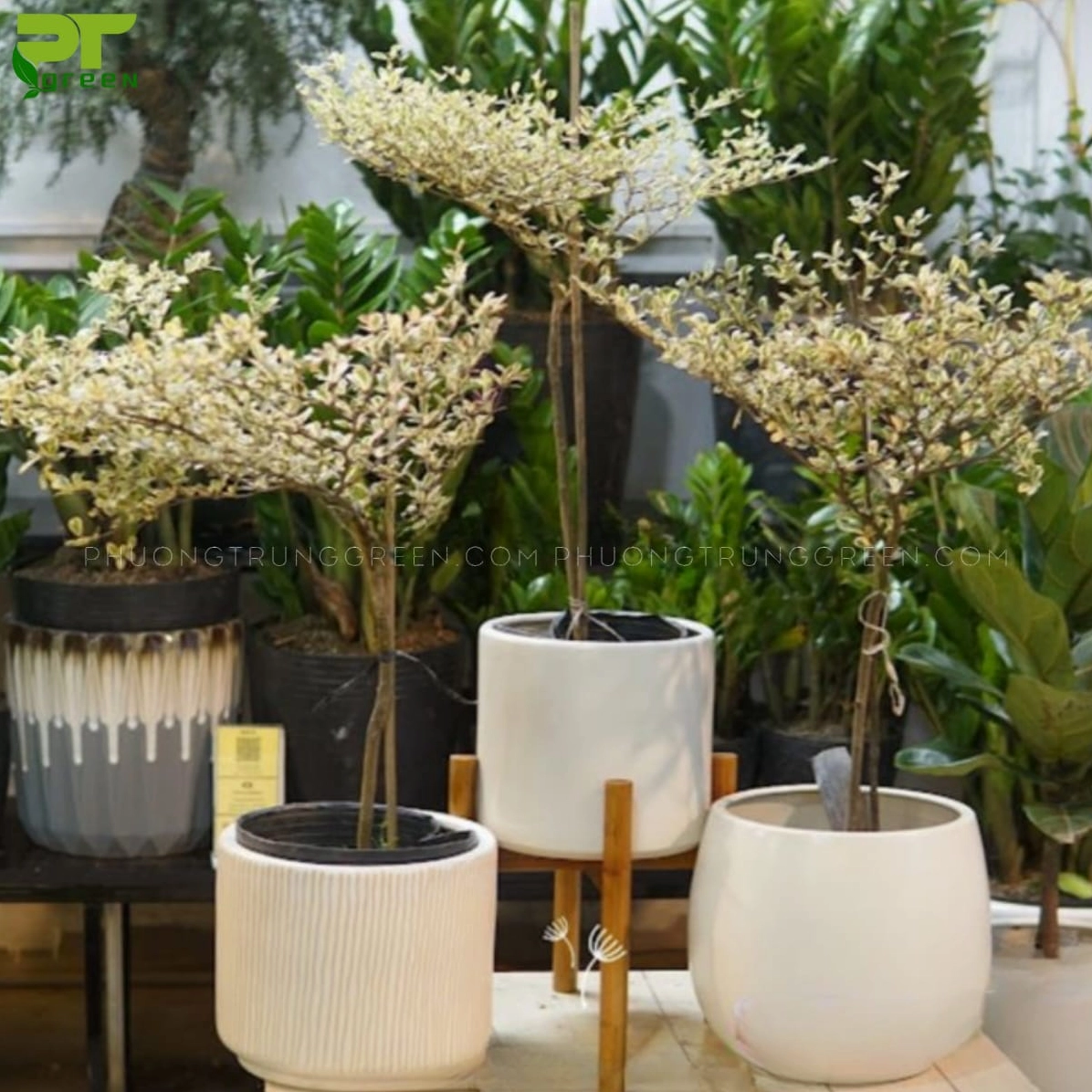 Hình ảnh gợi mở cách trồng và chăm sóc cây bàng cẩm thạch trong chậu để lá lên màu đẹp