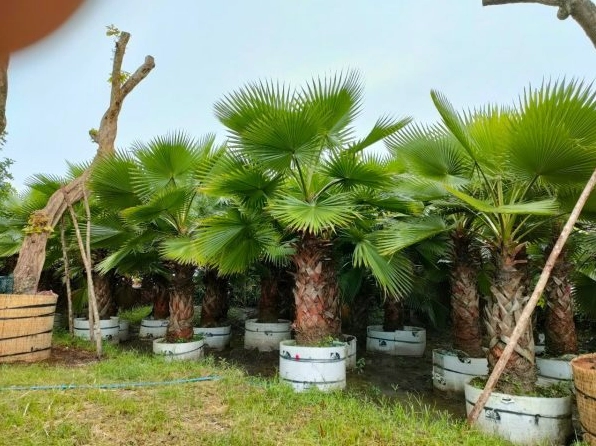 Hình ảnh gợi nhắc kỹ thuật chăm sóc cây công trình bóng mát giúp Cây Kè Mỹ hạn chế sâu bệnh và phát triển ổn định