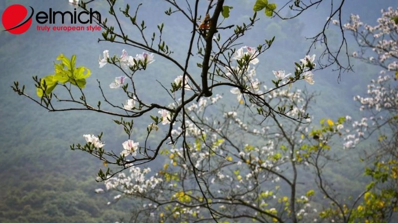 Hình ảnh gợi nhắc nguồn gốc cây hoa ban với dáng cây thanh thoát giữa không gian thiên nhiên