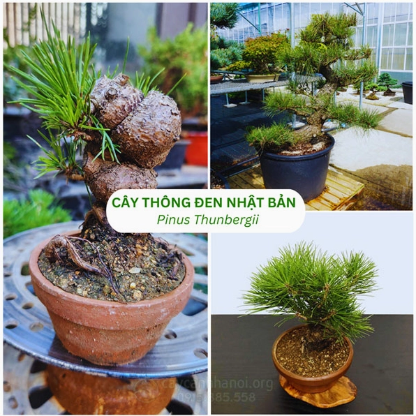 Hình ảnh gợi nhắc nguồn gốc Cây Thông Đen Nhật Bản với dáng cây mang tinh thần vườn cảnh xứ sở hoa anh đào