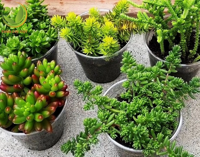 Hình ảnh gợi nhắc nguồn gốc sen đá Sedum như loài cây mọng nước thích nghi tốt với môi trường khô