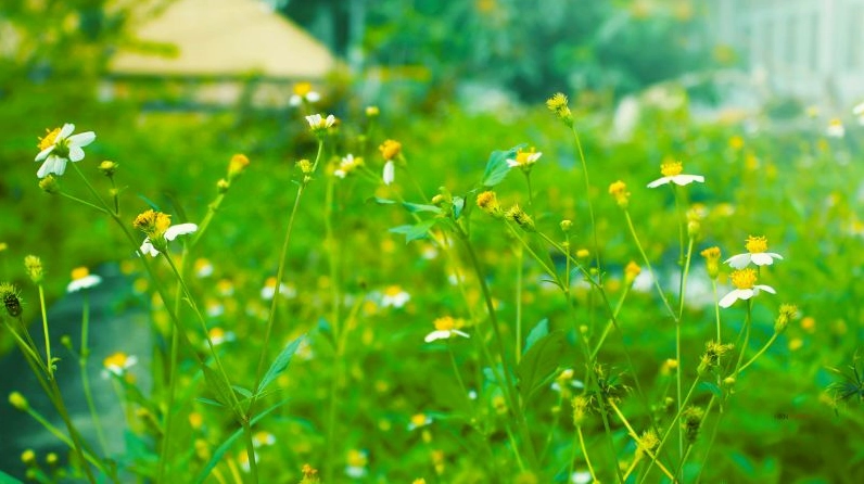 Hình ảnh gợi nhắc những lưu ý khi trồng cây Hoa Xuyến Chi để cây khỏe và nở hoa đều