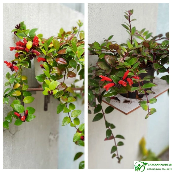 Hình ảnh gợi nhắc những lưu ý khi trồng Hoa son môi trong điều kiện sáng và ẩm phù hợp
