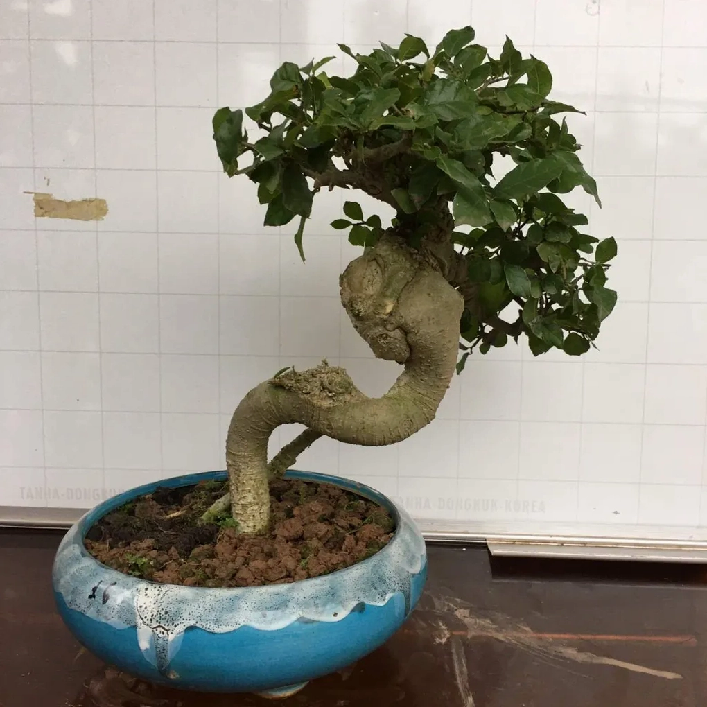 Hình ảnh gợi nhắc những lưu ý quan trọng khi sử dụng và bố trí Cây Duối trong không gian sống