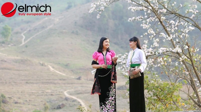 Hình ảnh gợi nhắc ứng dụng của cây ban trong y học dân gian với vẻ mộc mạc của cây hoa bản địa