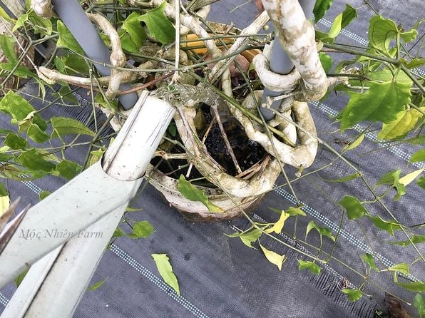 Hình ảnh gợi nhắc việc kiểm soát lượng nước tưới cho Hoa móng cọp để tránh úng rễ