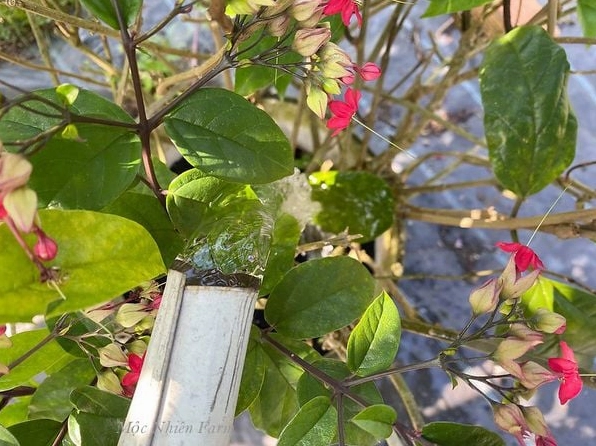 Hình ảnh gợi nhắc việc tưới nước cho Hoa ngọc nữ khi đất đã khô để cây phát triển ổn định