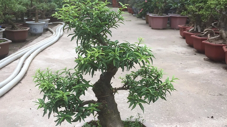 Hình ảnh gợi nhắc ý nghĩa phong thủy của Cây Mai Chiếu Thủy trong không gian sân vườn thanh nhã
