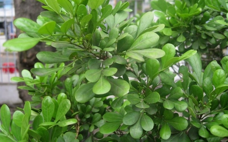 Hình ảnh gợi nhắc ý nghĩa phong thủy của cây ngâu với dáng cây thanh tú và sắc xanh bền mắt