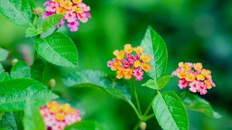 Hình ảnh gợi tả cách trồng Hoa Ngũ Sắc tại nhà với bụi cây khỏe mạnh và cụm hoa tươi tắn