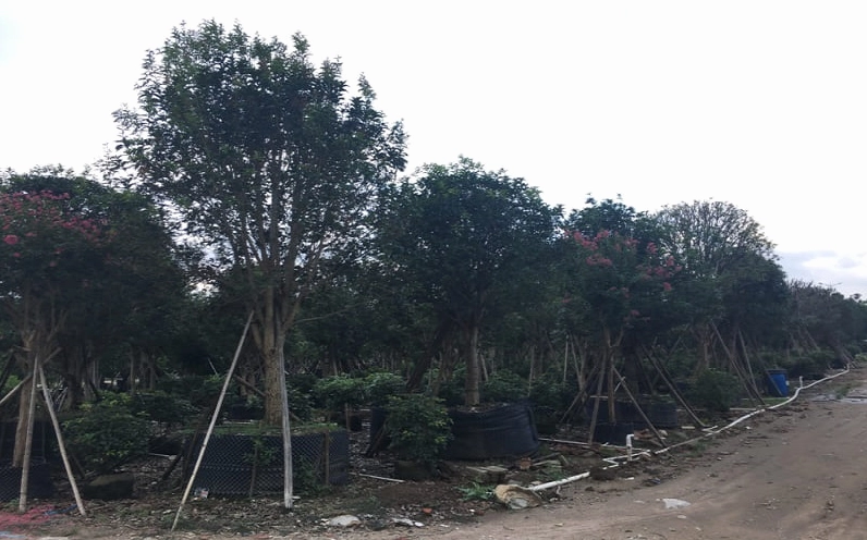 Hình ảnh gợi tả ý nghĩa phong thủy của Cây Mộc Hương trong không gian sống an lành và trang nhã