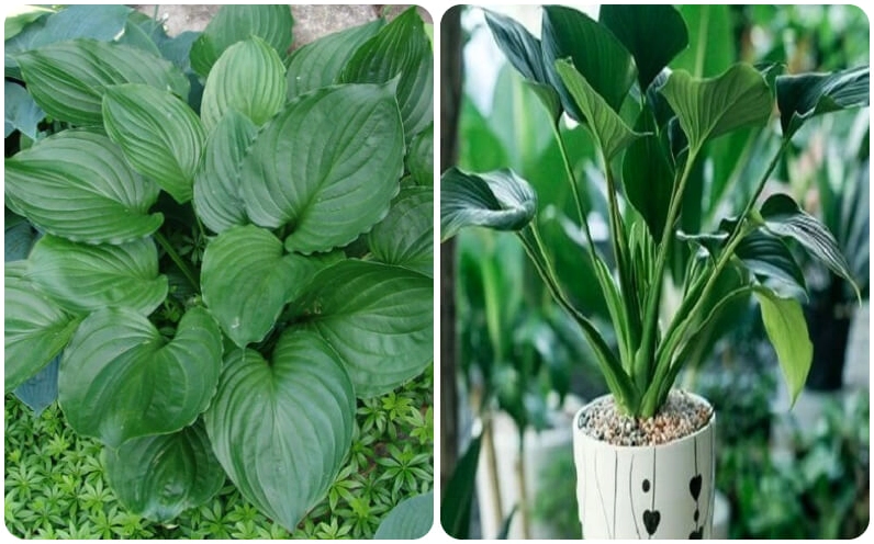Hình ảnh gợi tả ý nghĩa phong thủy của Cây Thanh Tâm với sắc lá xanh dịu, phù hợp trang trí nhà ở và nơi làm việc