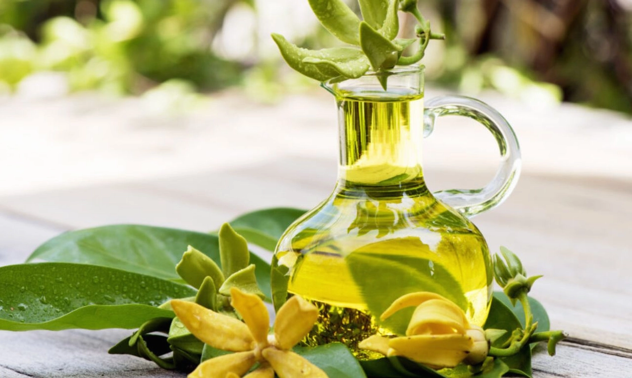 Hình ảnh gợi ý cách sử dụng tinh dầu hoa Hoàng Lan trong đời sống với cảm giác thư thái và gần gũi