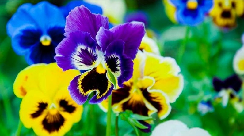 Hình ảnh gợi ý cách trồng Hoa Pansy tại nhà trong chậu với điều kiện chăm sóc đơn giản