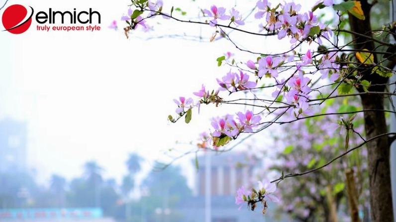 Hình ảnh gợi ý nghĩa hoa ban trong đời sống người dân Tây Bắc với vẻ đẹp gần gũi và giàu cảm xúc
