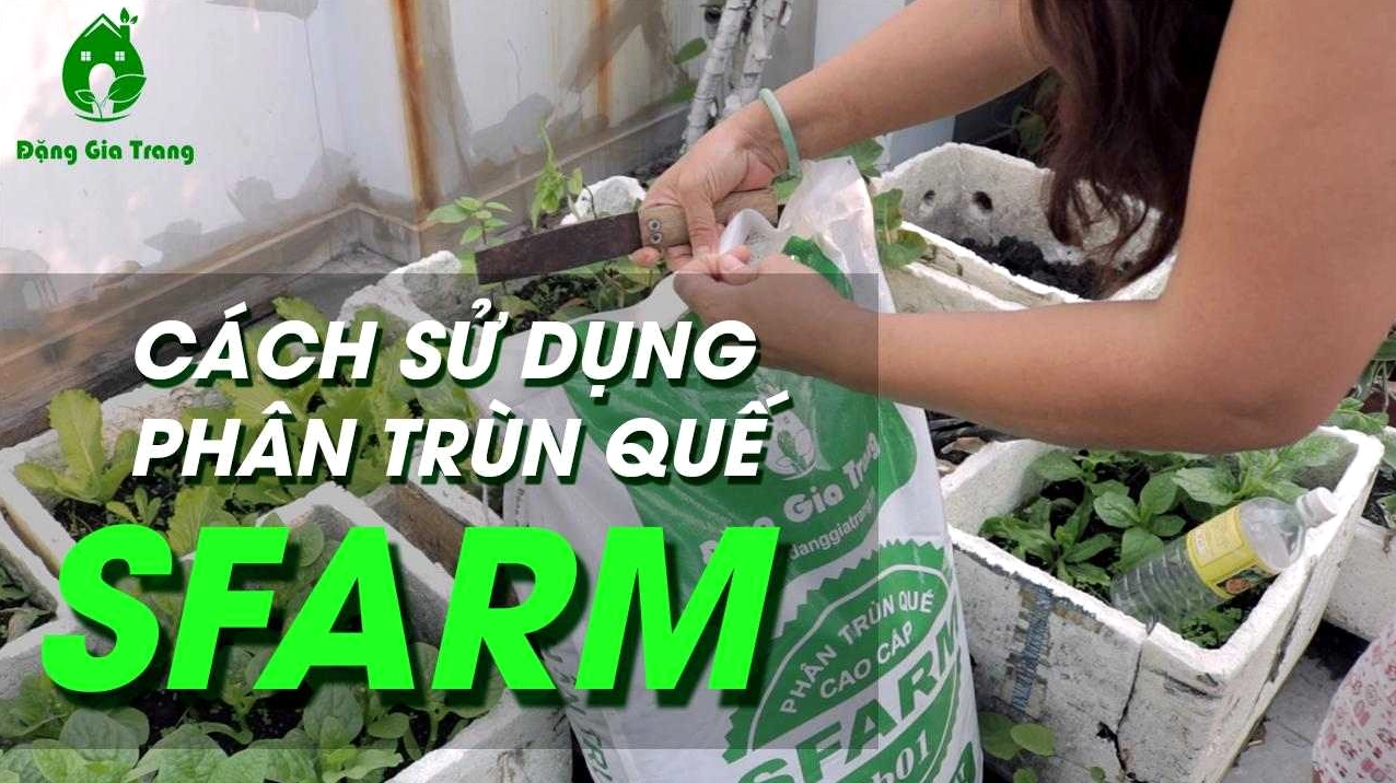 Hình ảnh gợi ý phân trùn quế dùng cho cây cảnh, phù hợp tham khảo khi chăm Cây Tùng Tuyết trong chậu